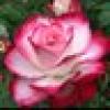 🌹Rose🌹's avatar 🌹Rose🌹's avatar