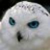 TWITr WITz's avatar TWITr WITz's avatar