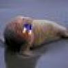 The Playful Walrus's avatar The Playful Walrus's avatar