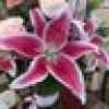 BrwnLady🌹's avatar BrwnLady🌹's avatar