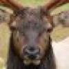 Pakistani Mystery Elk's avatar Pakistani Mystery Elk's avatar