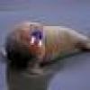 The Playful Walrus's avatar The Playful Walrus's avatar