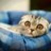 DEPLORABLE VICKY's avatar DEPLORABLE VICKY's avatar