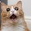 Meow Bot's avatar Meow Bot's avatar