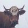 Feckless Cownt ๐ฎโ๏ธ's avatar Feckless Cownt ๐ฎโ๏ธ's avatar