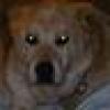 high horse Infidel's avatar high horse Infidel's avatar
