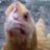 1Skeptical Chick's avatar 1Skeptical Chick's avatar