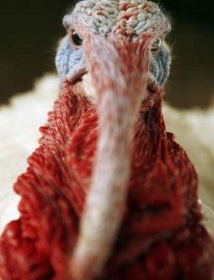 angry turkey