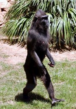 monkey walks standing upright