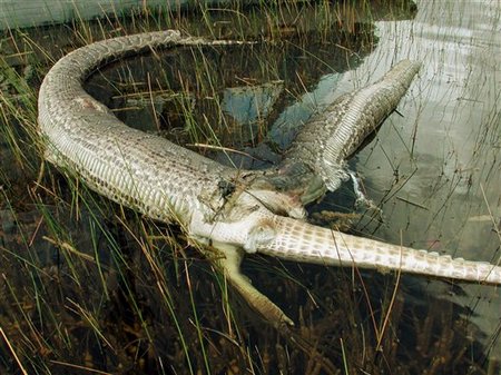 everglades python tries to eat alligator