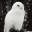 Hedwig, geniously stable Owl❄️🌈❄️'s avatar