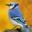California Bluebird's avatar
