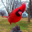 Red Bird of Paradise's avatar