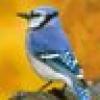 California Bluebird's avatar California Bluebird's avatar