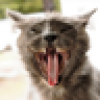 Kitty Hates tRump!'s avatar