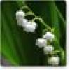 Lily of the Valley's avatar