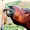 The Hoarse Whisperer's avatar The Hoarse Whisperer's avatar