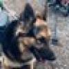 Dogs Against Trump ๐บ๐ธ๐จ๐ด's avatar Dogs Against Trump ๐บ๐ธ๐จ๐ด's avatar