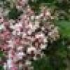 Lilac Baptisia, Devin Nunes’s 🍑's avatar