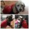 DBLuvMyPups's avatar DBLuvMyPups's avatar
