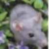 Mus Decumanus's avatar Mus Decumanus's avatar