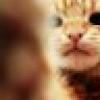 Brand New Year, Same Great Kitten's avatar Brand New Year, Same Great Kitten's avatar