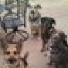 ADOPTDONTSHOP's avatar ADOPTDONTSHOP's avatar