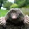 de^mol's avatar de^mol's avatar