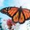 ๐rose ingala๐๐๐บ๐ธ ๐๏ธ's avatar ๐rose ingala๐๐๐บ๐ธ ๐๏ธ's avatar