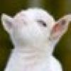 The Smug Goat 🐐 🇺🇸's avatar