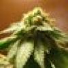 Gradi Jordan's avatar Gradi Jordan's avatar