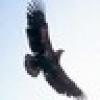 Eagle's Wings's avatar Eagle's Wings's avatar