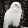 Hedwig, geniously stable Owlโ๏ธ๐โ๏ธ's avatar Hedwig, geniously stable Owlโ๏ธ๐โ๏ธ's avatar