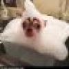 grandma s's avatar grandma s's avatar