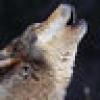 NorthwoodsDoe's avatar NorthwoodsDoe's avatar