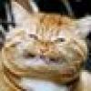 Troll Cat's avatar Troll Cat's avatar