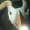 Guru Puffin's avatar Guru Puffin's avatar