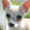 Whits1bone 【ツ】's avatar Whits1bone 【ツ】's avatar