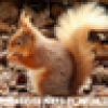 BrownSquirrel's avatar