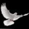 π Noni π's avatar π Noni π's avatar