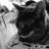 Fabulous Angry Black Cat Mob's avatar Fabulous Angry Black Cat Mob's avatar