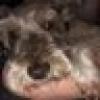 Deming Dutchess's avatar Deming Dutchess's avatar