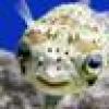 Debra Fish's avatar Debra Fish's avatar