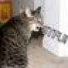 luvcats13's avatar luvcats13's avatar