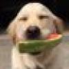Thoughts of Dog®'s avatar Thoughts of Dog®'s avatar