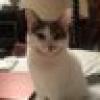 kitty goes outside's avatar kitty goes outside's avatar
