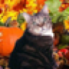 Kitten Underground's avatar Kitten Underground's avatar