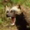 Un Known Wolverine's avatar Un Known Wolverine's avatar