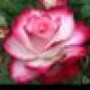 🌹Rose🌹's avatar 🌹Rose🌹's avatar