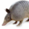 D. M. Candiru's avatar D. M. Candiru's avatar